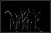 Necrite Necrite