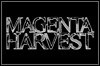 Magenta Harvest