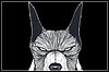 Black Dogs Black Dogs