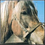 Terveet Kädet - The Horse