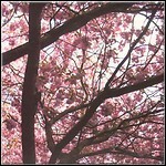 Current 93 - Hypnagogue - A Dream Prologue