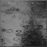 Voices - From The Human Forest Create A Fuge Of Imaginary Rain Voices - From The Human Forest Create A Fuge Of Imaginary Rain