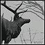 Agalloch - The Mantle - 9 Punkte Agalloch - The Mantle - 9 Punkte