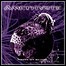 Amethyste - Thrown Off Balance - 6 Punkte Amethyste - Thrown Off Balance - 6 Punkte