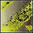 Superstatic Revolution / Pupille - Split - 7,5 Punkte Superstatic Revolution / Pupille - Split - 7,5 Punkte