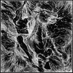 Devouring Star - Through Lung And Heart Devouring Star - Through Lung And Heart