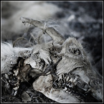 Aphonic Threnody - When Death Comes